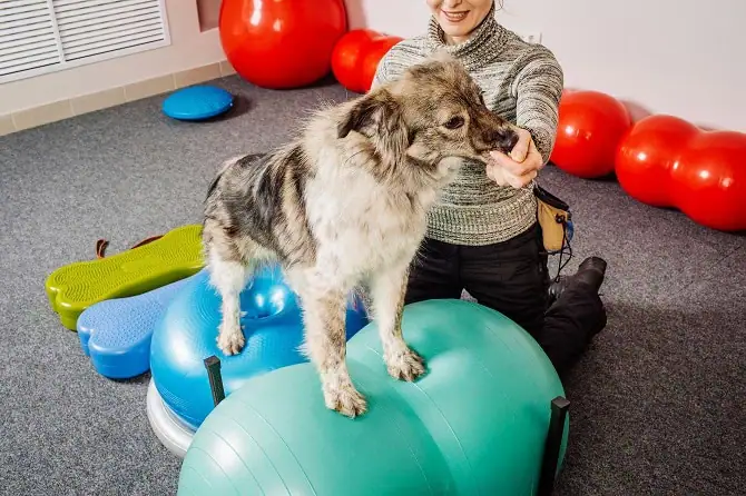 tierphysiotherapie ausbildung atm shutterstock 544315372 tierphysiotherapie ausbildung atm shutterstock 544315372